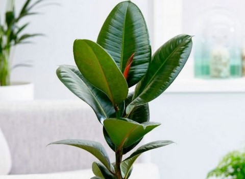 خرید گل فیکوس